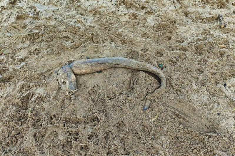 一條蛇身尖牙的無鰭生物被沖上海灘，漁民認為可能是康吉鰻（conger eel）。圖擷自Cornwall Live