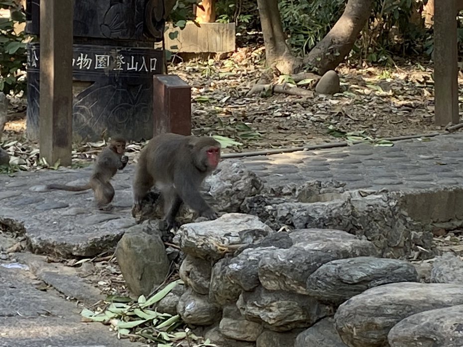 壽山動物園外的登山步道一對母子獼猴正在玩樂。記者石秀華／攝影