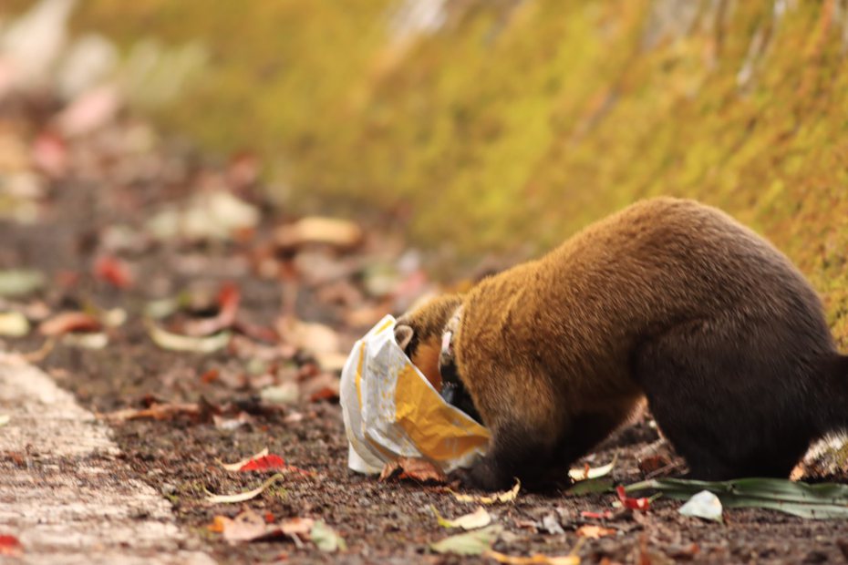 玉山黃喉貂在遊客棄置的塑膠袋中翻轉食物。圖／玉管處提供