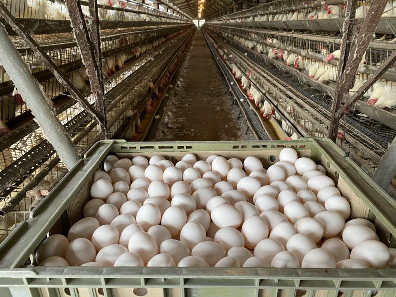 雞蛋產量跟天氣有很大關係，每年入冬天冷，雞蛋就減產，禽流感疫情讓減產雪上加霜。記者簡慧珍／攝影