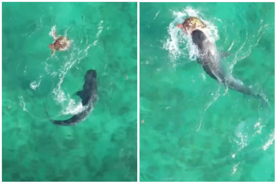 一隻海龜被虎鯨盯上，雙方上演「龜鯊大戰」。圖取自YouTube