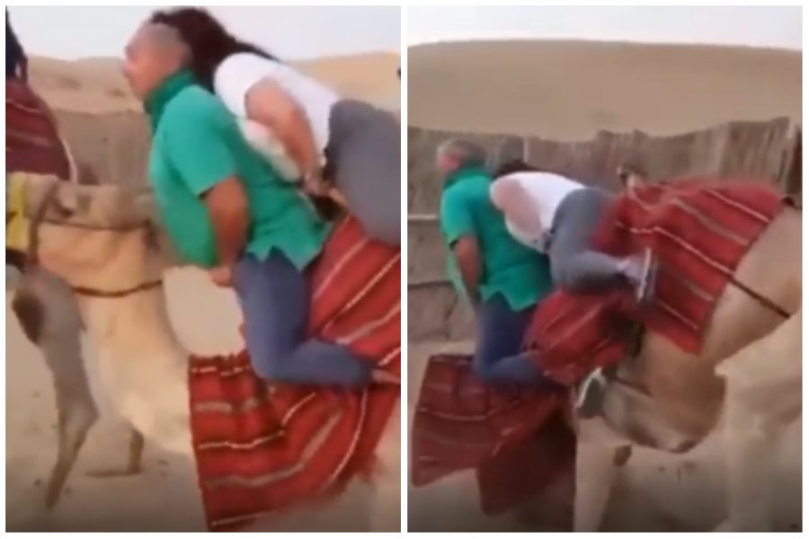 駱駝承載兩位重量級男女，最後因負荷過度被壓到整個半身傾斜跪倒。圖取自reddit