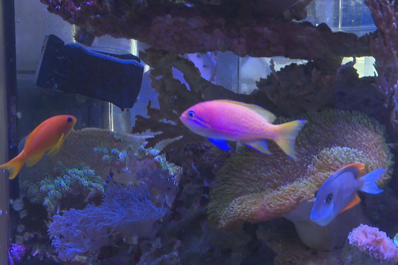 溫室中的珊瑚養殖缸在水質、水流、光照、溫度等各項細節都非常講究，其中光照部分，以藍白紅三種顏色照著日昇日落來自動化調配，照射的強弱也大有學問。記者蔡青縈／攝影