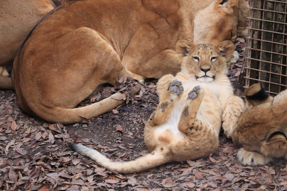 動物園獅子展示區的獅子們正在睡午覺，所有獅子都乖乖趴好，只有一隻小獅子像是家貓一般仰躺露出肚肚曬太陽。 (圖/取自推特)