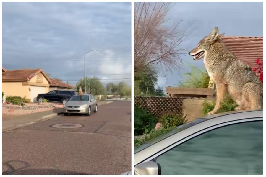 女子在民宅前的汽車車頂上看到一頭雄糾糾氣昂昂的郊狼。圖取自臉書