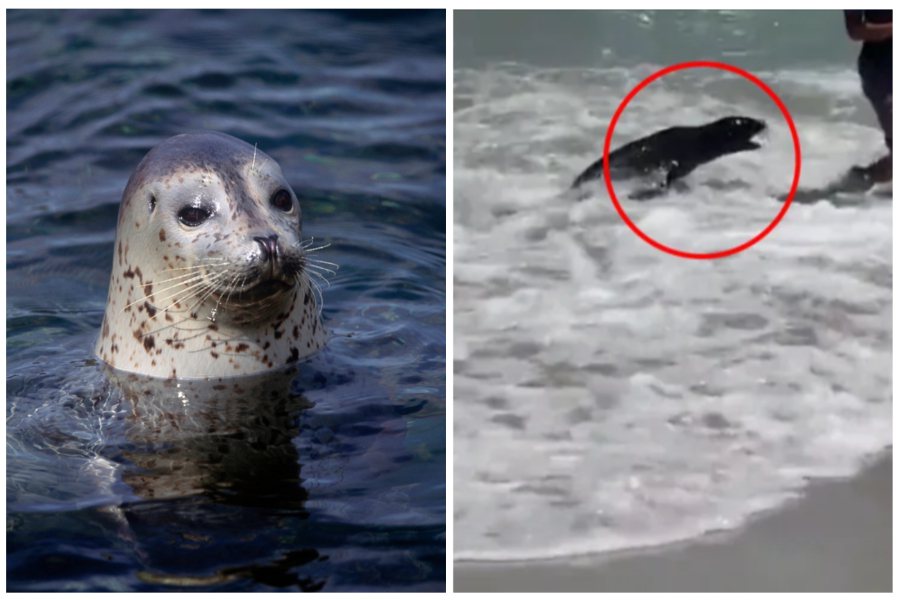 多名遊客在南非的海邊遭到一隻小海豹攻擊。左圖ingimage示意圖，右圖取自抖音