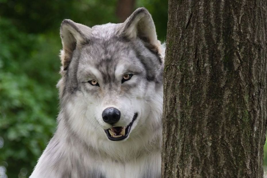 一組照片在網路上瘋傳，森林裡出現一隻會站起來、用兩隻腳走路的「狼人」，讓不少網友嚇壞，但真相其實是一名男子太想成為狼人，委託布偶裝公司製作的。 (圖/取自zeppet_jp IG)