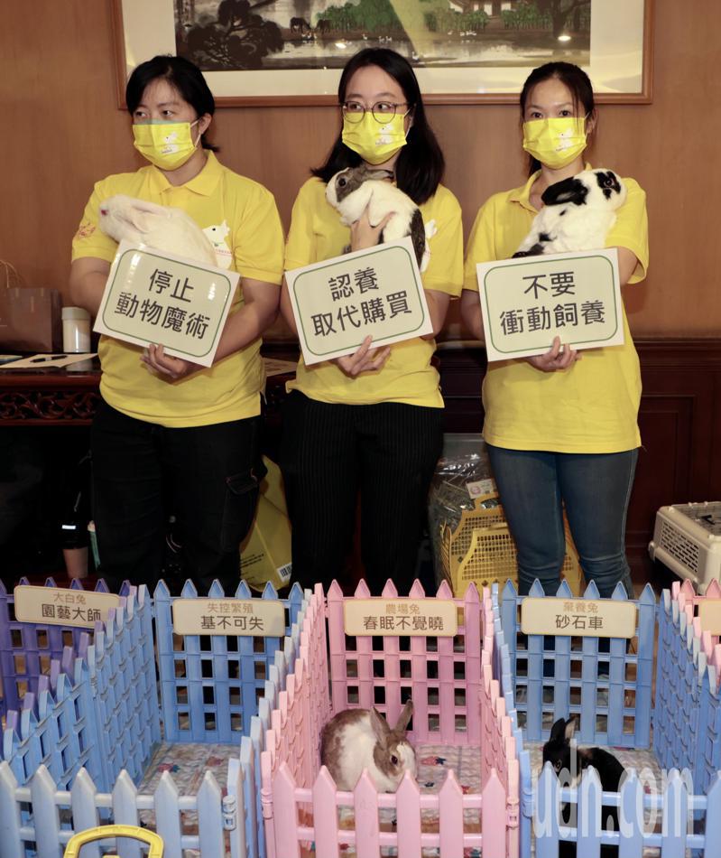台灣愛兔協會、台灣動物保護行政監督聯盟呼籲不要衝動飼養、認養代替購買，才不會讓兔年反倒成了兔子受苦的一年。記者黃義書／攝影
