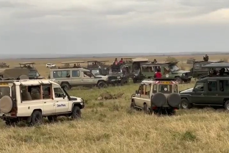 推特上的一段影音揭露，約20輛肯亞馬賽馬拉國家保護區的觀光狩獵休旅車，爭相以超距離圍觀野獸殘殺。圖／取自推特影音
