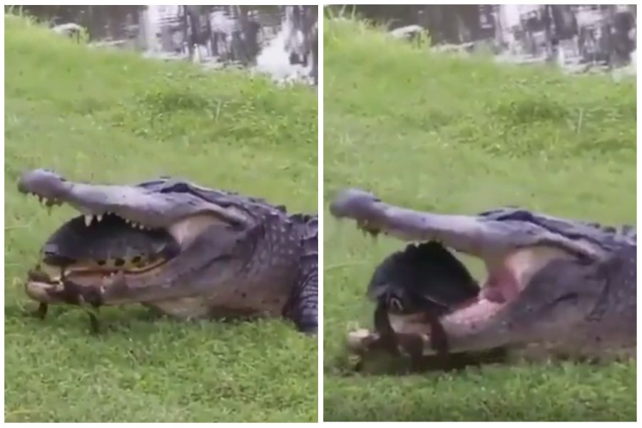 鱷魚把一隻大烏龜吃進嘴裡，烏龜卻兩度逃脫。圖取自imgur
