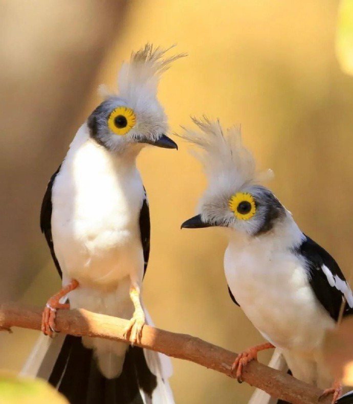 兩隻身上長著黑灰白三色羽毛的爆炸頭鳥停在樹枝上休息，最驚人的是牠們的眼睛非常特殊，就像是長兩朵菊花在眼睛上。 (圖/取自微博)