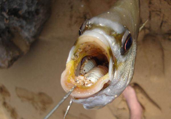 有人釣到一條大魚，以為牠含著一堆蝦子，結果居然是可怕的寄生蟲。圖取自flickr