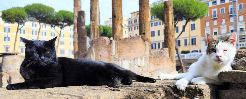 罗马到处可见具历史意义的废墟，其中银塔广场如今成为小猫废墟，常有猫咪进出，成为景点特色。图撷自(photo:UDN)