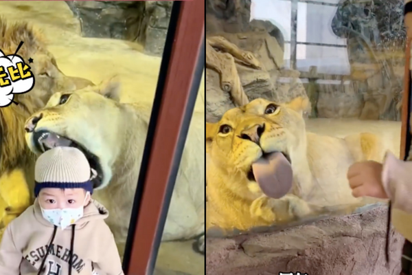 遼寧有網友拍下動物園裡獅子面對幼童「人前人後」的反應。圖/翻攝自微博