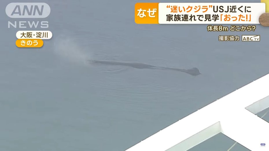 一頭抹香鯨日前現蹤日本大阪灣海域數日後死亡，日本專家今天進行學術調查，但因時間有限，仍然無法解答鯨魚死因及為何誤入大阪灣。圖／取自YouTube影片