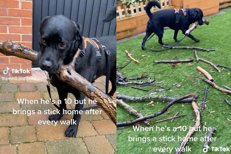 黑色拉布拉多犬「Duke」每次散步都一定會帶一根樹枝回家。（圖／翻攝自抖音 @emma.and.duke）