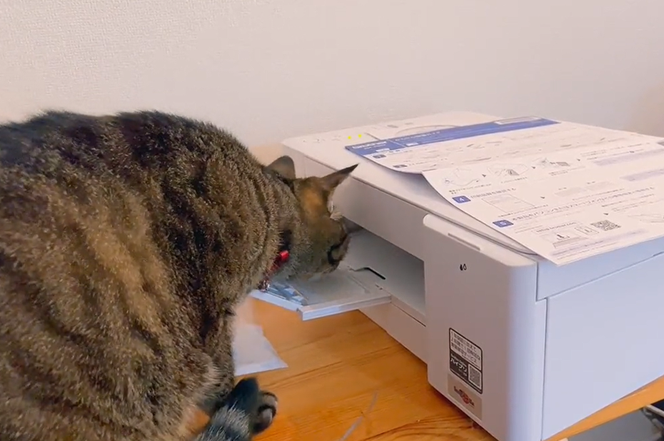 虎斑貓仔細觀察印表機，卻被跑出來的紙嚇到噴飛。圖擷自推特