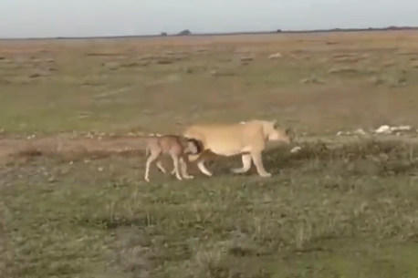 一隻母獅在草原上遇到一隻落單的跛腳小牛羚，但母獅並沒有將其當成獵物帶走或吃掉，而是護送這隻迷路的孩子回到牛羚群裡，不同物種間的母性爆發讓不少網友看傻眼。 (圖/取自影片)