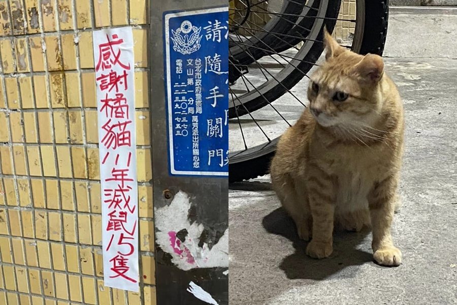 台北市一處社區，牆上出現「感謝橘貓滅鼠」的公告。圖擷自路上觀察學院