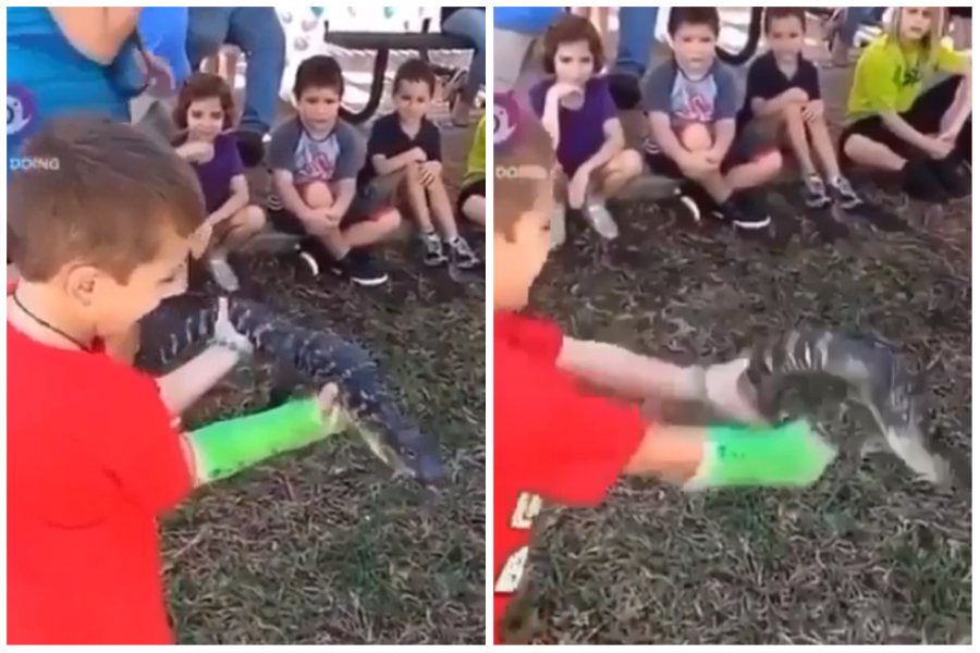 飼育員讓一名男孩試著抓小鱷魚，他一手滑讓其掉到地上。圖取自reddit