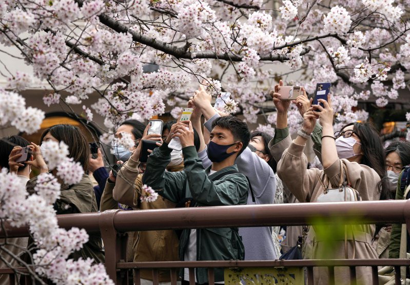 日本氣象株式會社公佈2023年第1回的櫻花開花預測地圖。歐新社