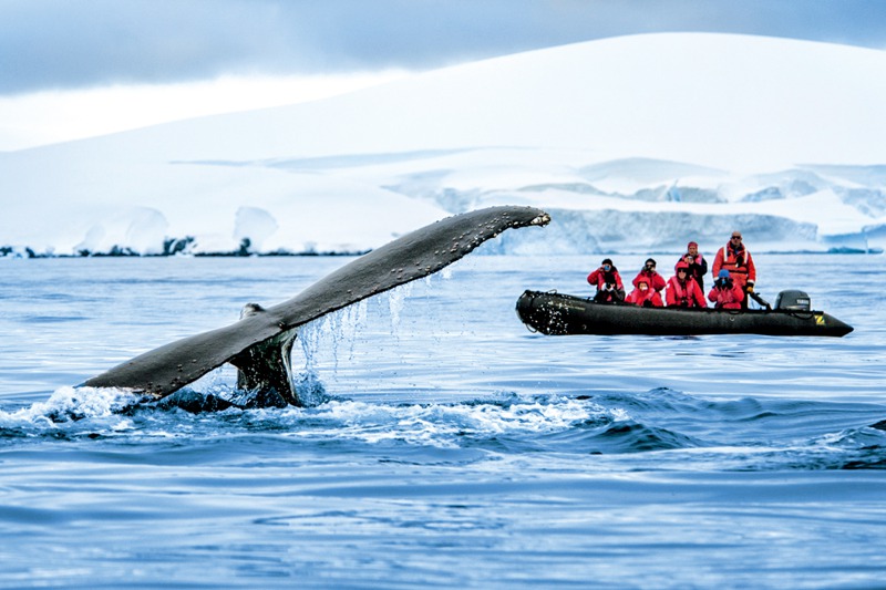 南極旅遊航程中，欣賞野生動物絕對是一大看點，與只透過望遠鏡的鏡頭遙望非常不同的是，可以近距離搭小艇靠近鯨魚，就看到牠在眼前活蹦亂跳、感受到牠們的氣息。圖／鳳凰旅遊提供