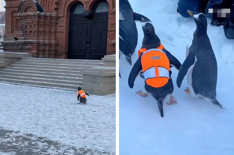 下雪的城市裡面一堆小企鵝背著包包開心的跑來跑去，看到路上的路人也一點都不畏懼，直接從人們前面走過，彷彿就像是企鵝跟人類和平共處的城市一樣。 (圖/取自影片)