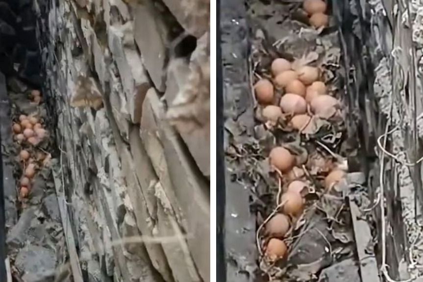 一名女子發現家中飼養的母雞竟然從沒下過蛋，有天她無意間發現原因，其實並不是這隻母雞異常不下蛋，而是牠要生蛋的時候會鑽進牆縫裡面生，所以牆縫內共累積了20幾顆雞蛋。 (圖/取自影片)
