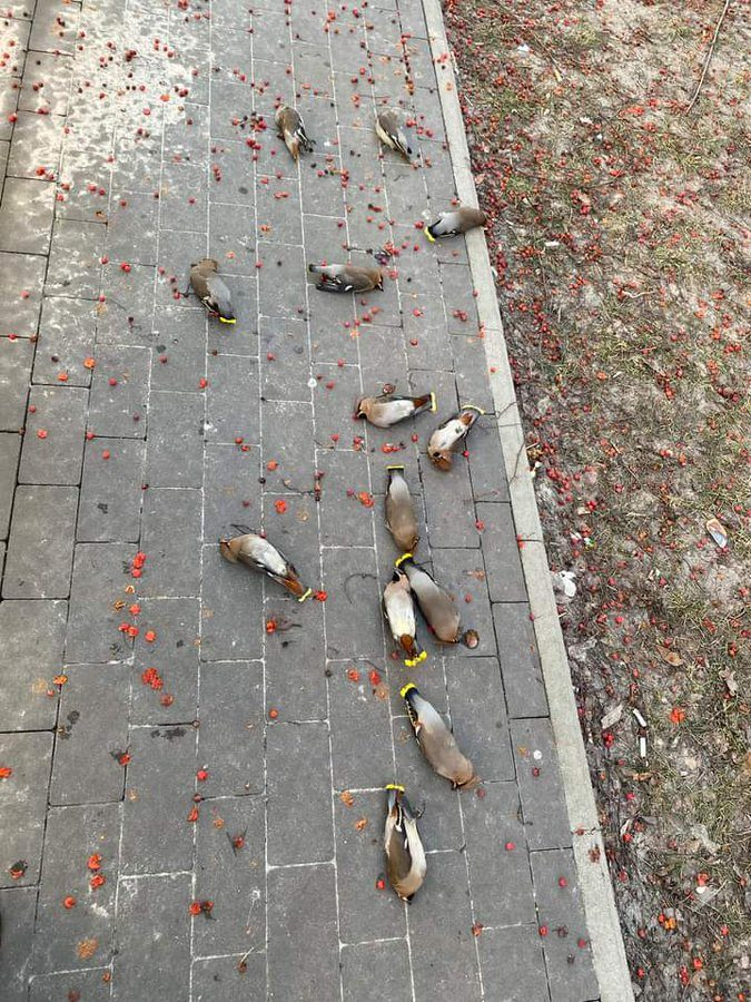 公園的石磚地上「鳥屍遍佈」，一堆鳥兒倒在地上一動也不動，景象相當嚇人，但有網友公布真相，表示這些鳥並沒有死，「牠們只是喝醉了」。 (圖/取自影片)
