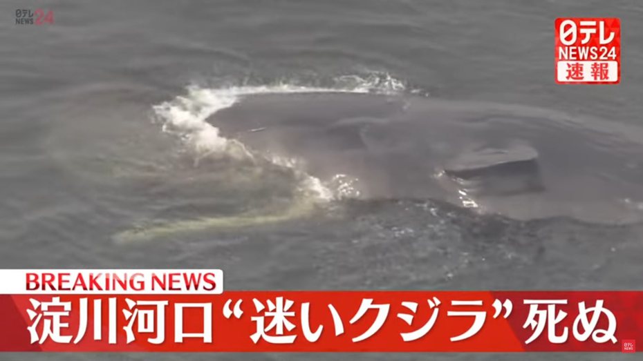 日本大阪灣淀川出海口9日發現迷途鯨魚，被日本網友暱稱為「淀醬」，但今天觀察「淀醬」沒有噴水和動作，專家確認已經死亡。圖／取自YouTube影片截圖