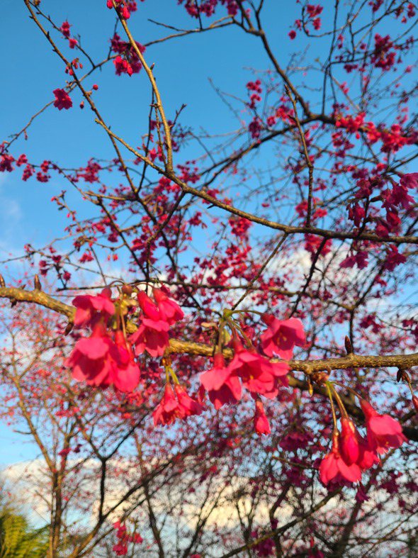 寶山社區發展協會表示，今年櫻花季由河野櫻揭開序幕，目前已約有5成綻放。圖／寶山社...
