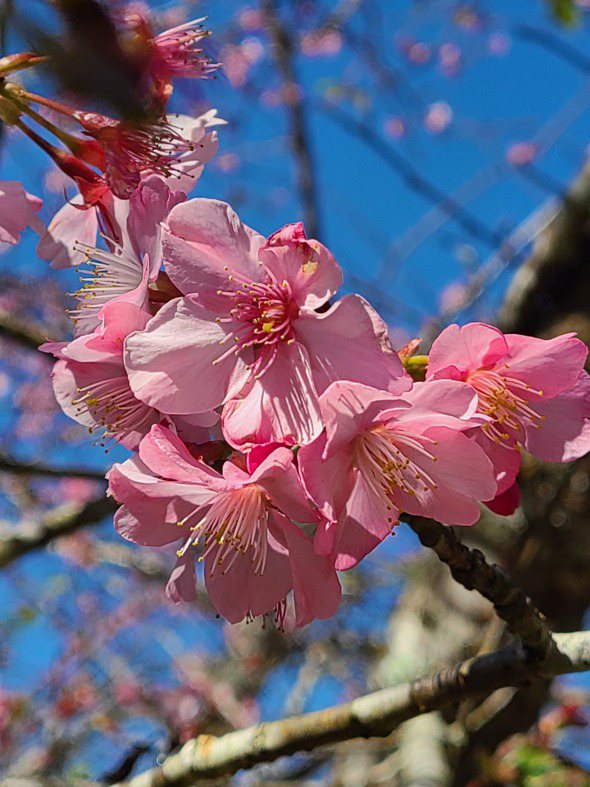高雄桃源寶山，每年1月底至3月上旬，超過4種櫻花接續綻放，山林染出一片漸層夢幻粉...