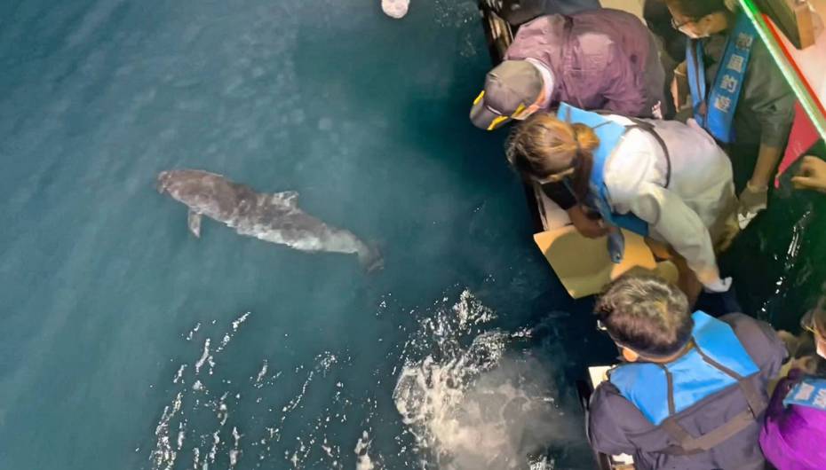 宜蘭擱淺侏儒抹香鯨活力好，火速基隆外海成功野放。圖／基隆市政府提供