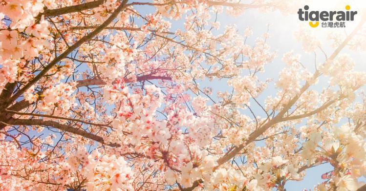 岡山櫻花群通常於三月底陸續開花。圖／台灣虎航臉書