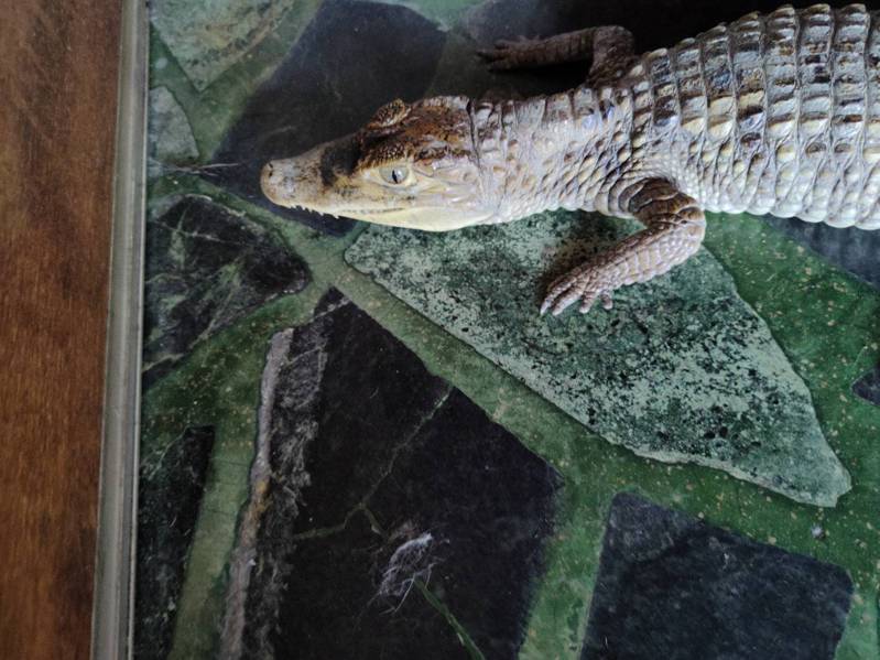 高雄市農業局在楠梓市區帶回一隻眼鏡鱷。圖／高雄市農業局提供