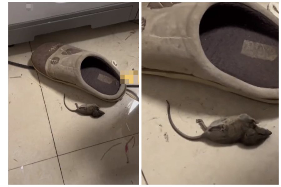 小老鼠跑進一個女子的室內拖鞋，結果她將腳穿進去把老鼠擠壓致死。圖取自微博