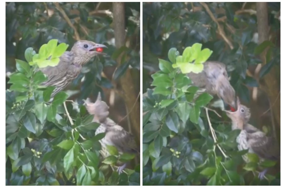 母鳥在樹上餵食，就像魔術師一樣不斷從嘴巴裡生出漿果。圖取自reddit