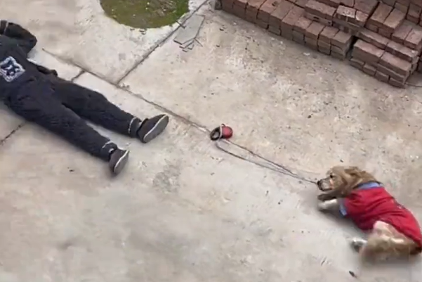 一名男子帶著自家狗狗出門散步，準備回家的時候狗狗因為不想回家，直接躺地上耍賴，男子看狗狗叫不動，直接也躺在地上耍賴。 (圖/取自影片)