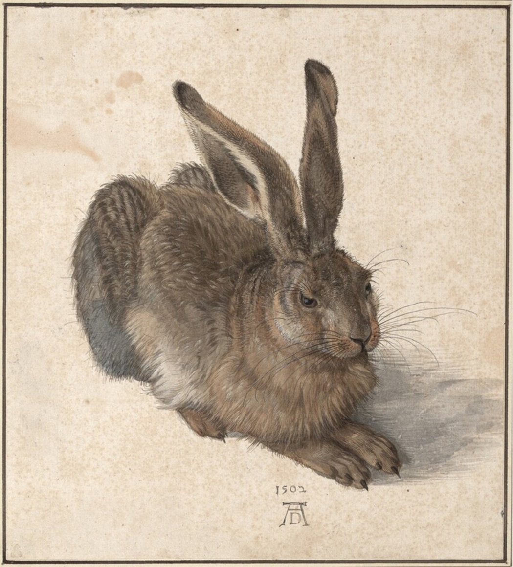 《野兔》， 1502年，杜勒 ，25 x 22.5 公分，藏於奧地利阿爾貝蒂娜博...