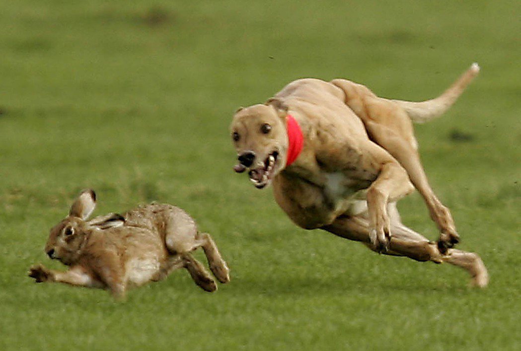 圖為英國的獵犬狩獵野兔。 圖／美聯社