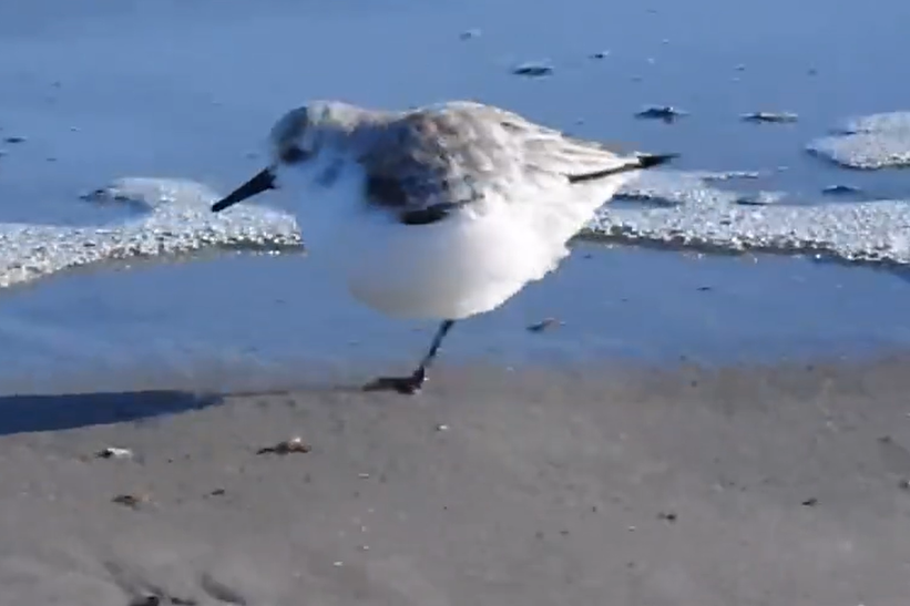 有民眾拍下一隻圓滾滾像雪球一般的鳥類在海邊用單腳狂跳，本來以為牠是受傷了，沒想到竟然只是怕冷不想伸出另一隻腳。 (圖/取自影片)