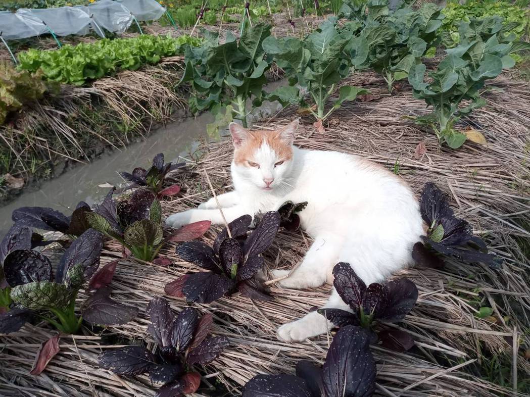 慢島學堂蔬菜班農作和貓咪。 圖／賴青松提供