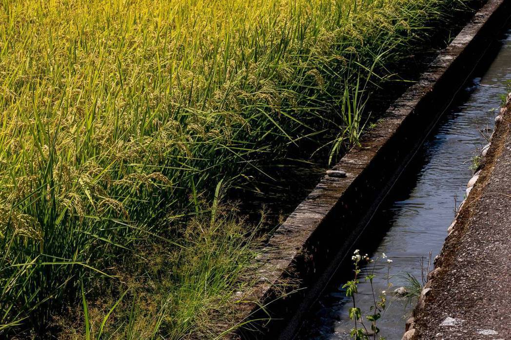員山鄉豐沛純淨的水資源，是種水稻絕佳的條件。 圖／賴青松提供