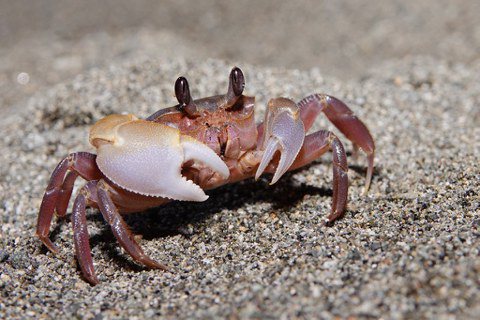 中華沙蟹因與心掌沙蟹型態相似，過去因辨識不易導致未被正式紀錄。 圖片來源：海保署...
