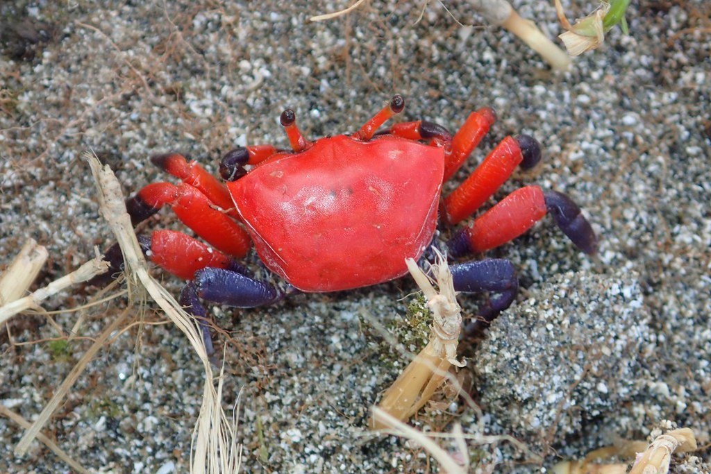 此次記錄到粗腿擬瘦招潮，成為蘭嶼首次有招潮蟹的正式紀錄。 圖片來源：海保署提供