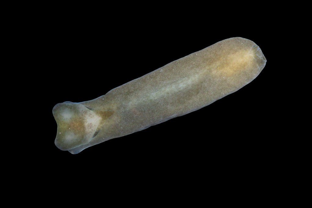 翡翠長葡萄螺。 圖片來源：海保署提供