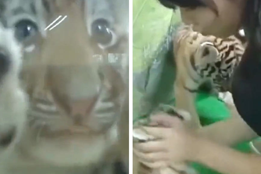 動物園裡一隻貓鼬認為小老虎入侵牠的地盤狂追，小老虎委屈的趴在玻璃窗上哭，過沒多久飼育員來了，小老虎立刻去找飼育員討抱抱。 (圖/取自影片)