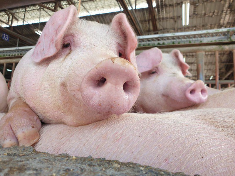 菲律賓農業部通知核准台灣7家種豬場輸銷種豬至菲律賓，顯示台灣豬品質獲國際市場肯定。示意圖／本報資料照片