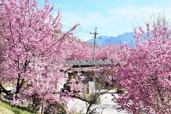 司馬庫斯除了擁有壯麗的神木群步道，粉紅色的櫻花隧道也在近年爆紅。圖／Klook提...