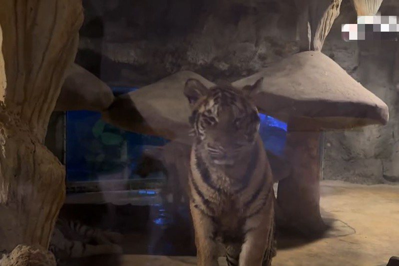 大陸江蘇一間動物園過去曾經推出「虎景房」主打可以跟老虎一起睡覺引發爭議。 (圖/取自影片)
